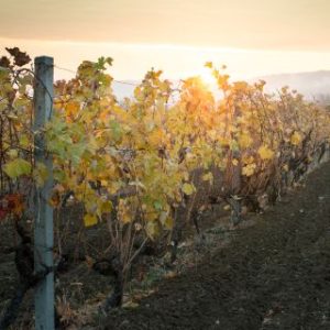 Climate change impacting wine industries